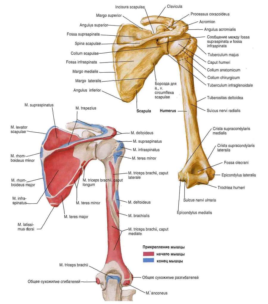 Мышцы лопатки и плечевой кости
