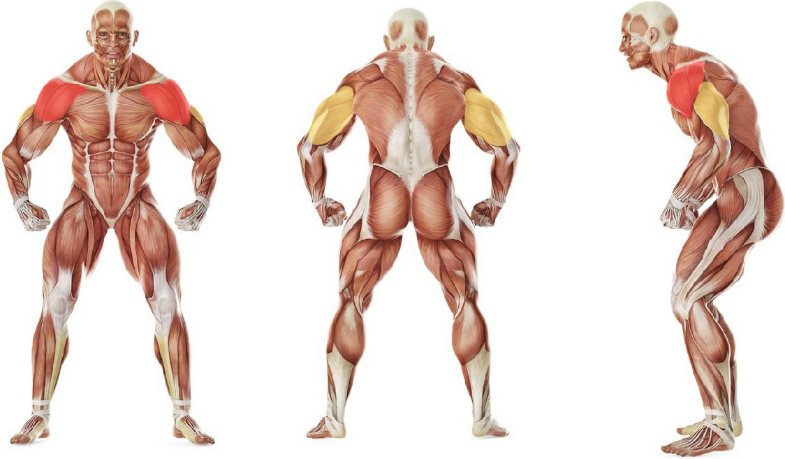 Какие мышцы работают в упражнении Жим гантелей сидя