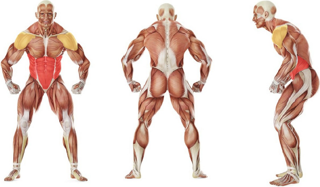 What muscles work in the exercise Standing Cable Wood Chop 