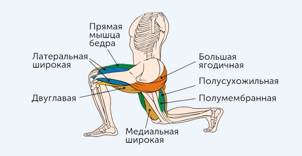 выпады - какие мышцы работают