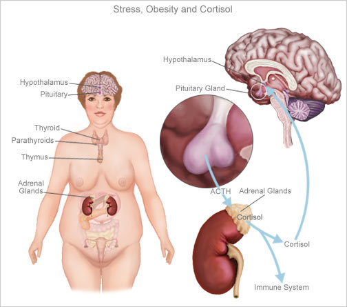 6 признаков высокого уровня кортизола в организме