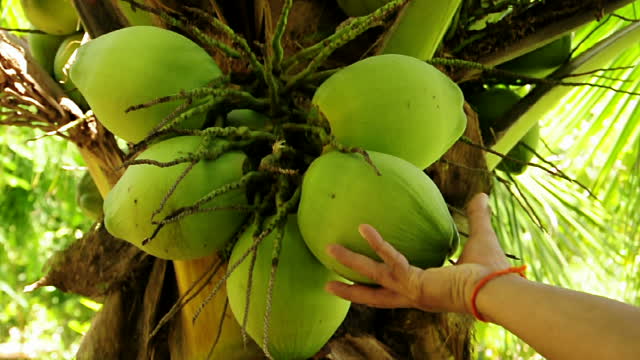зеленые кокосы на пальме