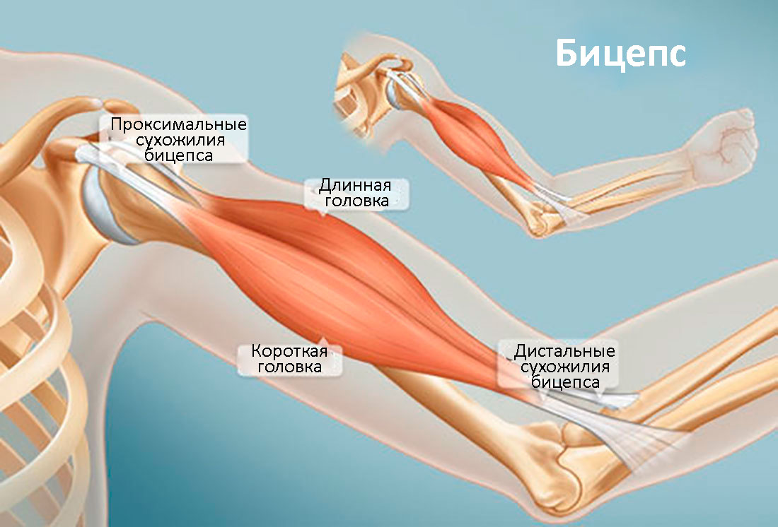 Анатомическое строение бицепса