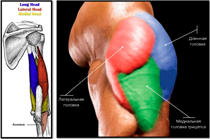 Анатомия трицепса