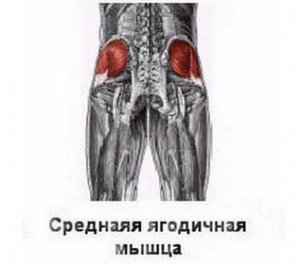 Средняя мышца