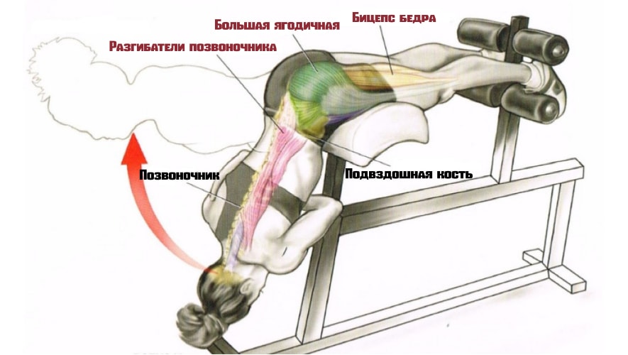 гиперэкстензия работающие мышцы