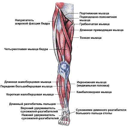 упражнения для внутренней поверхности бедер