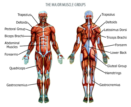 major muscle groups
