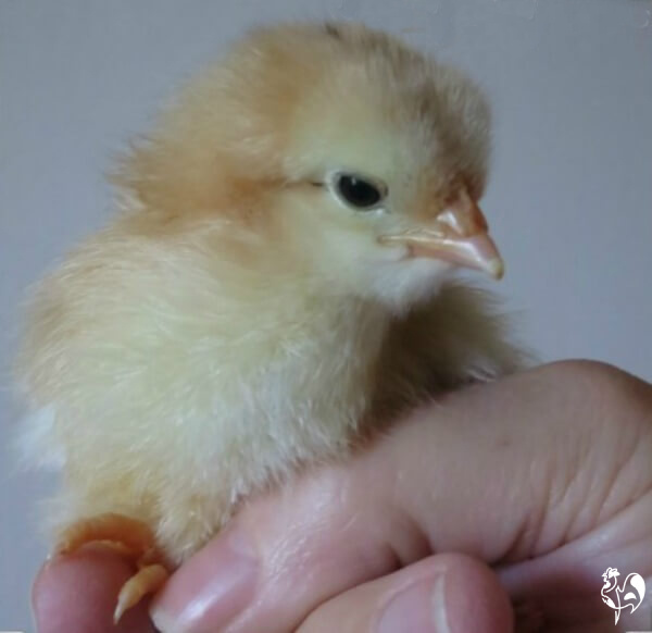 Newly hatched Light Sussex chick sitting on my hand.
