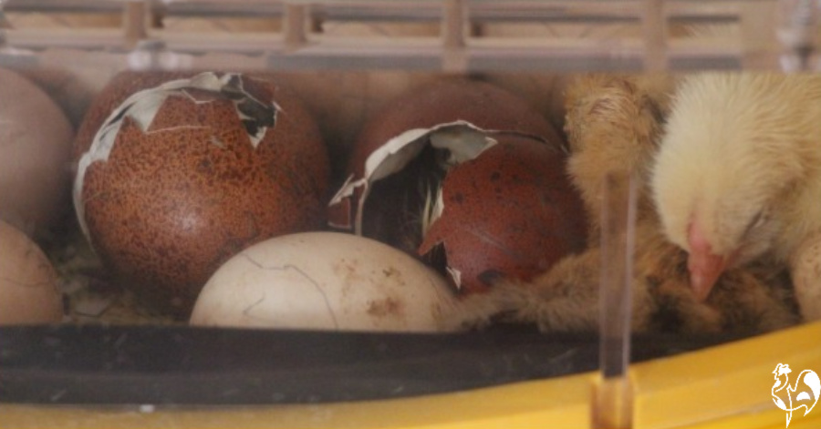 Three chicks hatching in my Octagon 20 incubator.