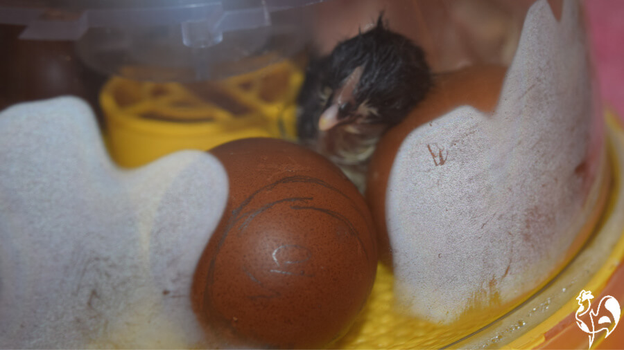 A wet chick a few seconds after hatching.