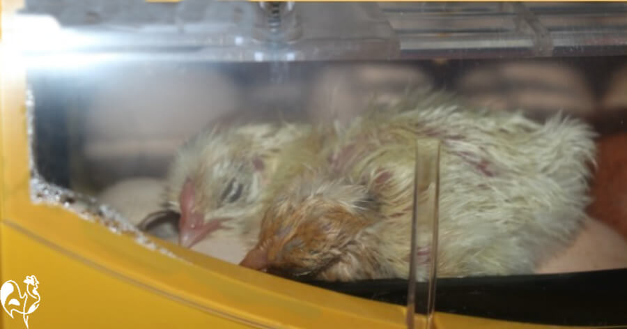 Two newly-hatched chicks in my Octagon 20 incubator.